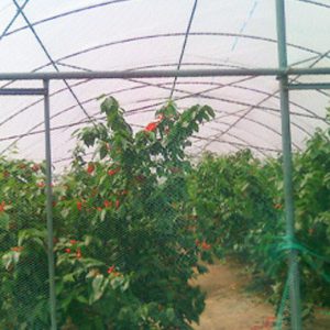 Light transfer Ecological Greenhouse Film