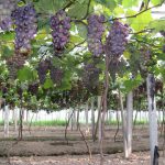 Grape Application Multi-functional Greenhouse Film