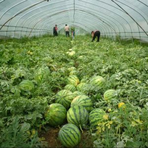 Watermelon Application Multi-functional Greenhouse Film